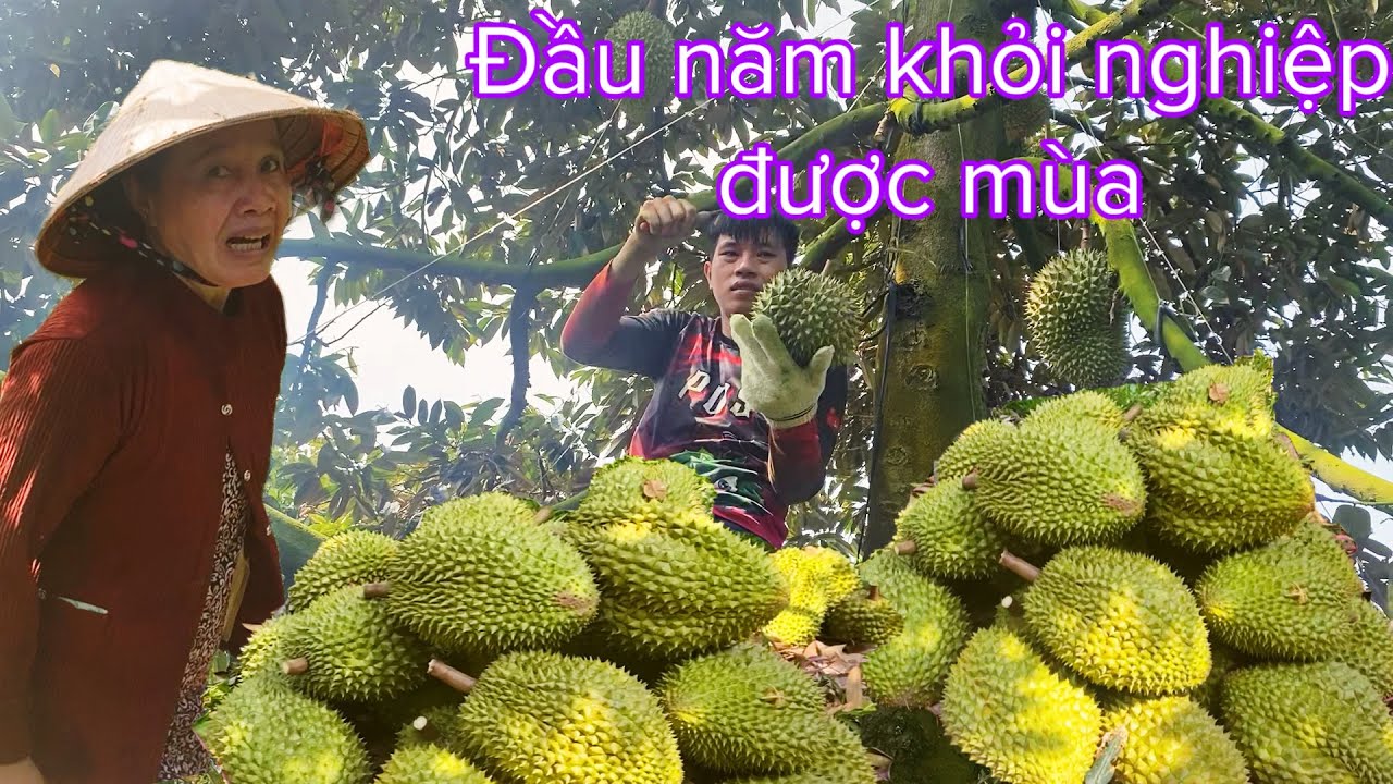 Đầu năm mới bà con phấn khởi nhà dường khỏi nghiệp sầu riêng được mùa 