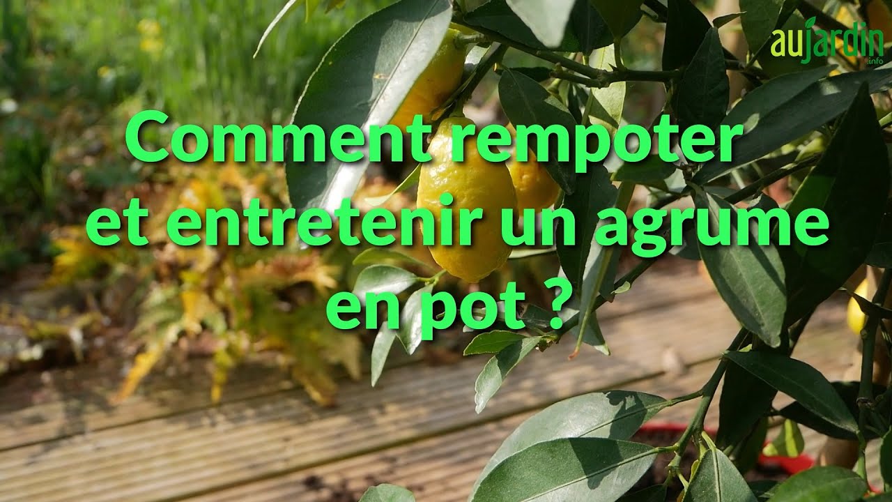 R&Eacute;USSIR la CULTURE de son AGRUME (Citronnier, mandarinier, ...) en pot🍋REMPOTER et ENTRETENIR