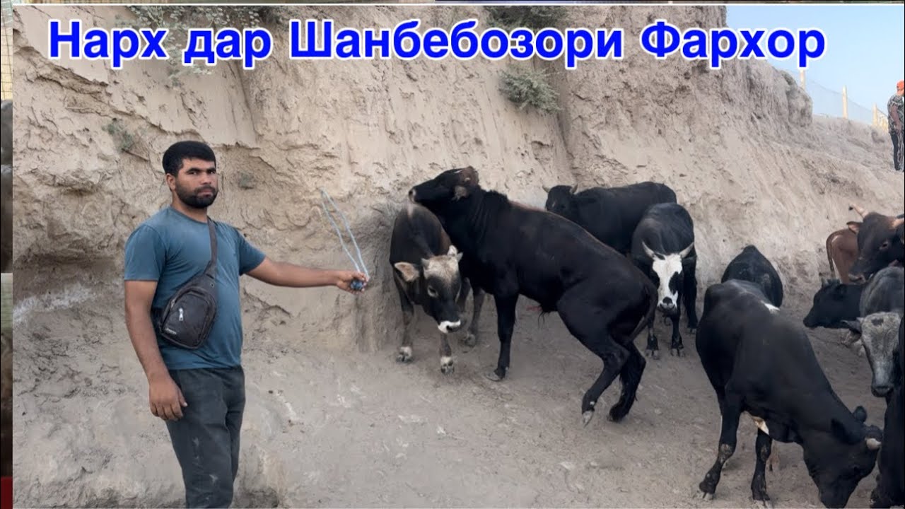 Шанбебозори Фархор нархи Бука Гови Ширте, 2 августа 2025 г.
