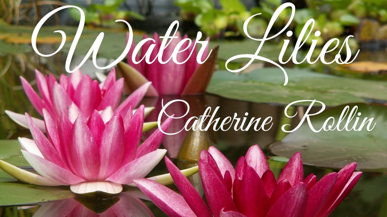 Water Lilies | Catherine Rollin | Slow and Normal | Tempo | Teacher Demonstration