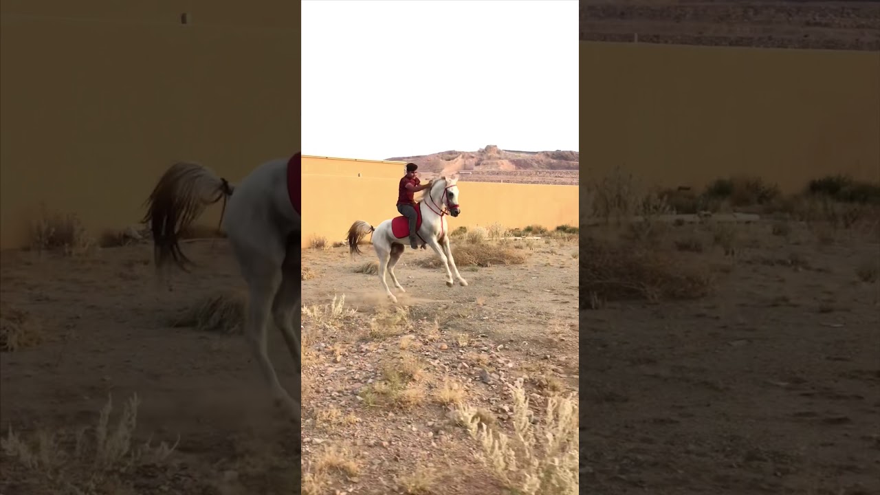 الخيل من خيالها🐎🔥. انا وحصاني جساار ماشاءالله اكشنن وخباال. سماء سماء✈️🐎