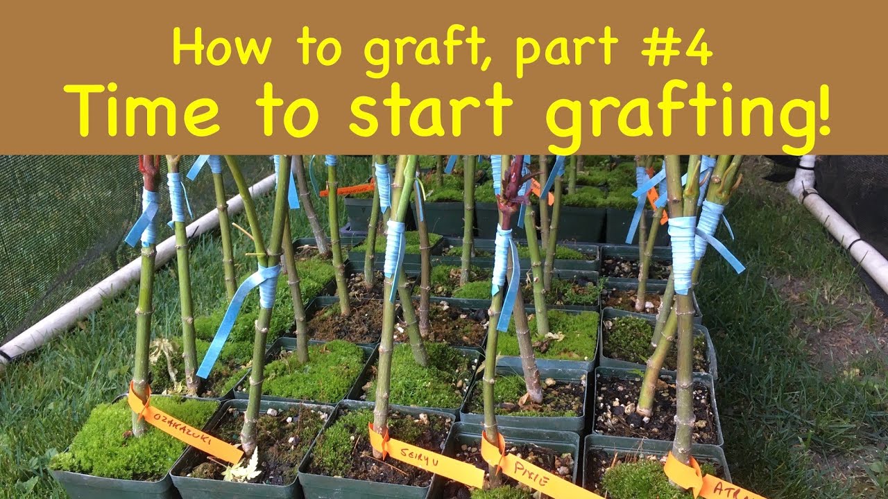 how to graft  a Japanese maple tree part #4