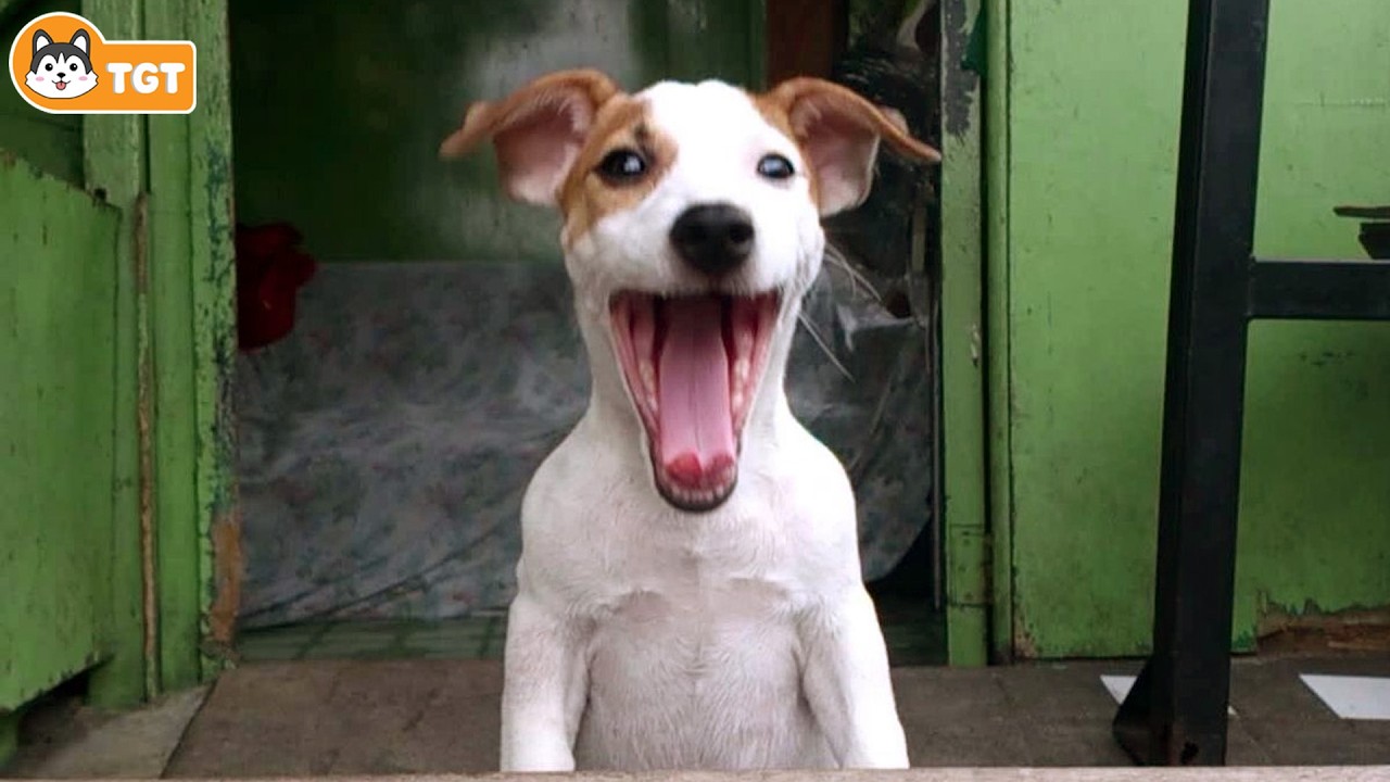 The Funniest Dogs Of The Month So Far 😂 Funny Dog Videos