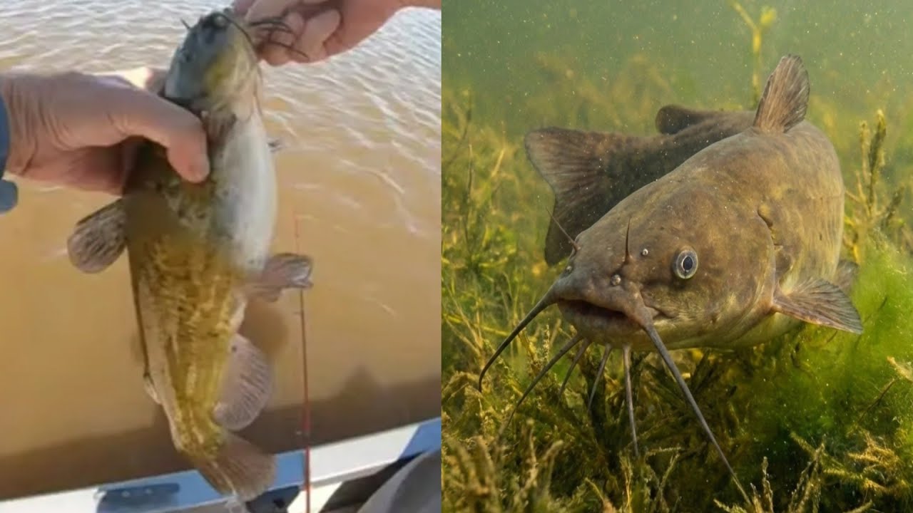 Lake Winnipeg Lagoon: Where Bullheads Grow to Monster Sizes!