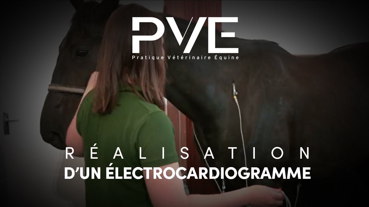 Réalisation d'un électrocardiogramme chez le cheval