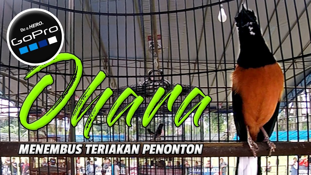 Kualitas Murai 3 MILYAR | Suara Tembakan OHARA Menembus Teriakan Penonton