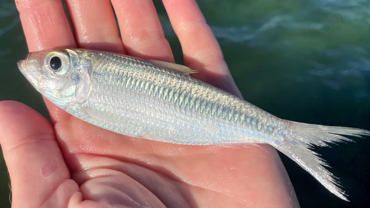 Finding Live Bait in Key West | and Some Fishing and Eating | CCC