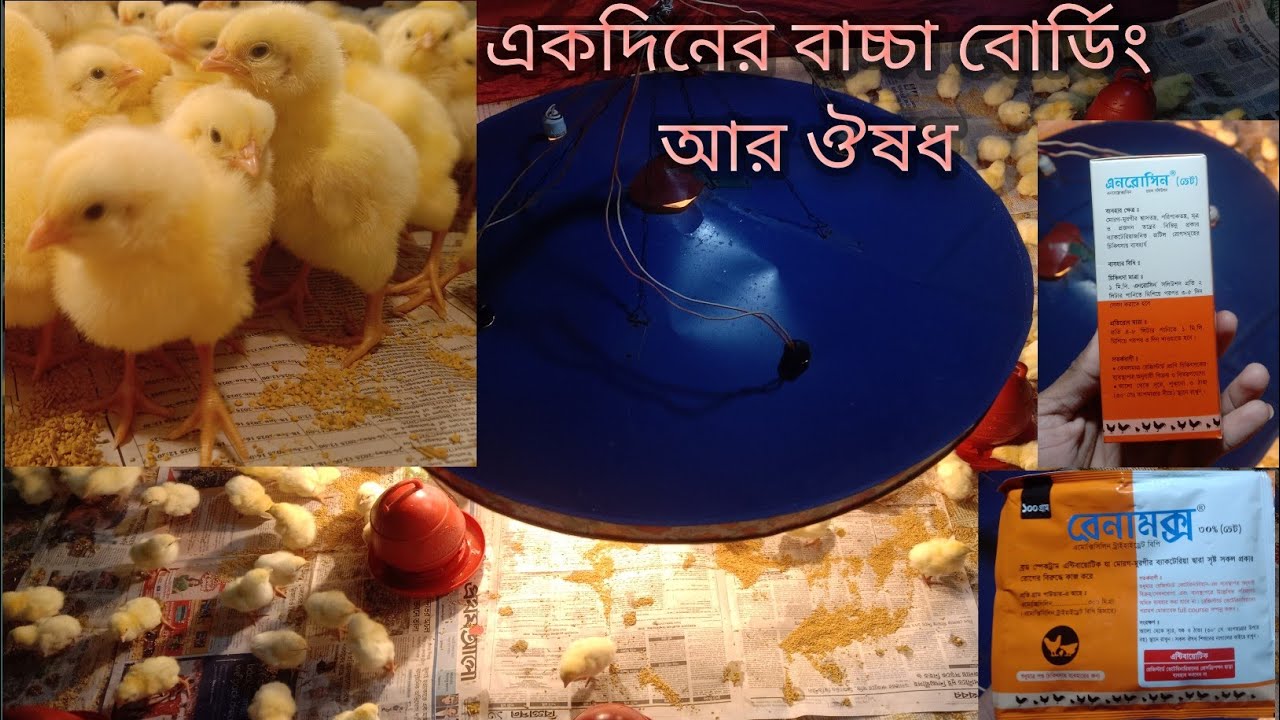একদিনের বাচ্চা বোর্ডিং কিভাবে করবেন কি কি ওষুধ খাওয়াবেন 2025