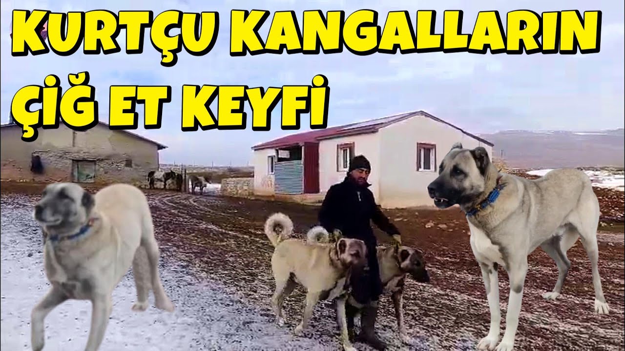 KURTÇU KANGALLARIN ÇİĞ ET KEYFİ, KANGALLARA MEZBAHANEDEN 3 TON PAY GETİRDİK, CİMO' NUN İLK GÜNÜ