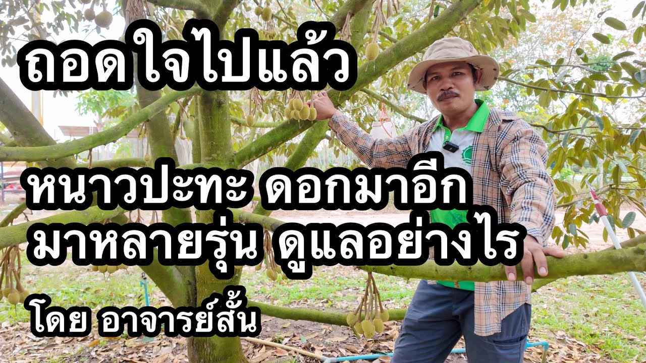 หมดลุ้นดอก ถอดใจปีนี้ ดูกันอีกสักตั้ง ดอกมาอีกชุดแล้ว ที่สวนเฮียเปี๊ยก | อาจารย์สั้น