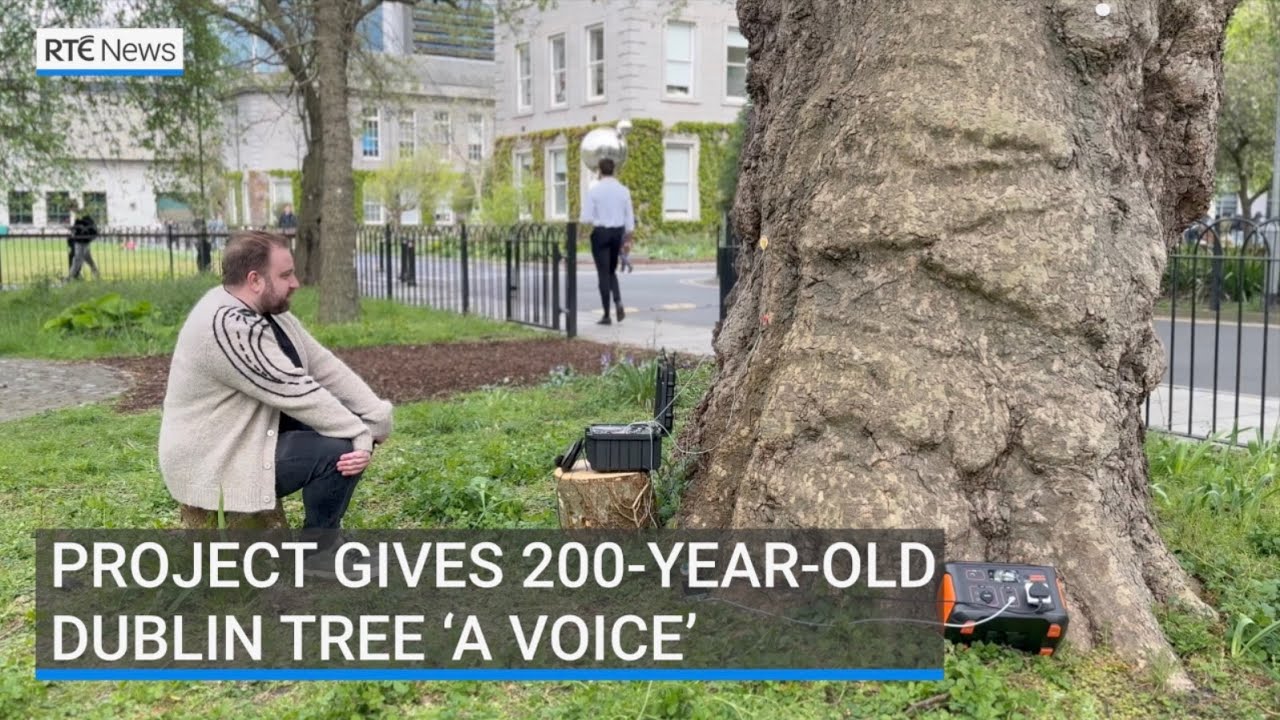 Project gives 200-year-old Dublin tree &lsquo;a voice&rsquo;