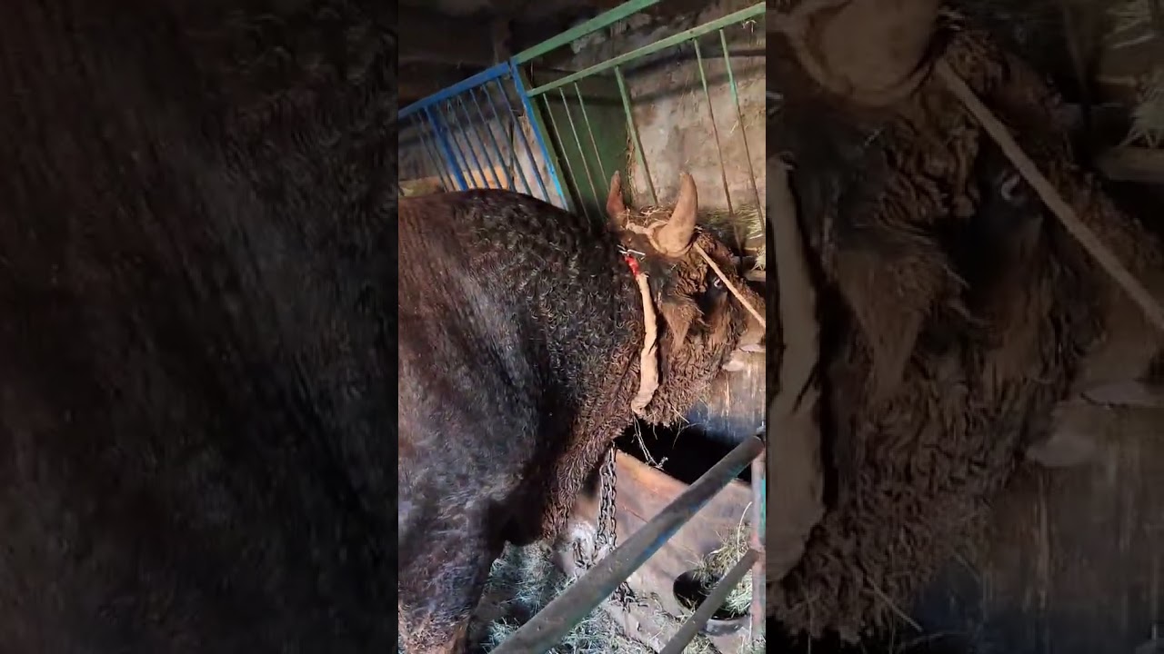 Brizan  Zećevac  Manba #bullfarm #bulls #bull #viral #animals #bosna #wildlife #bullfarm#bulls#bull