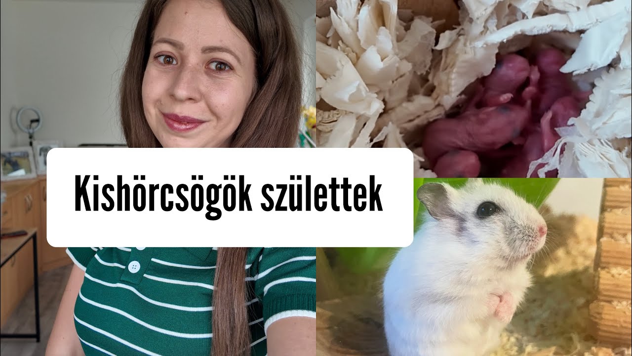 KISHÖRCSÖGÖK SZÜLETTEK 😱🐭🎁