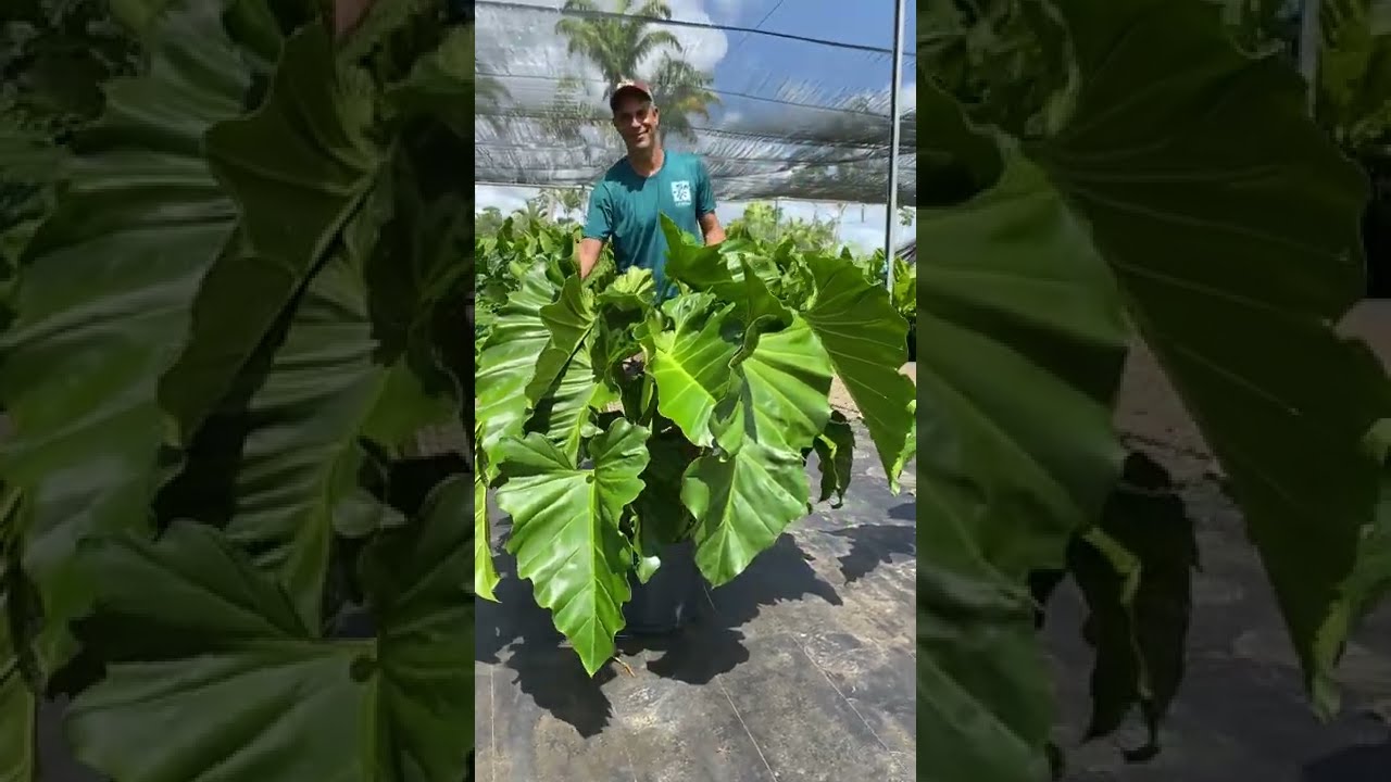 Philodendron danteanum