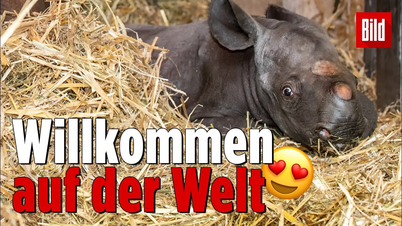 Hast du schon mal die Geburt eines Nashorns gesehen? 😍