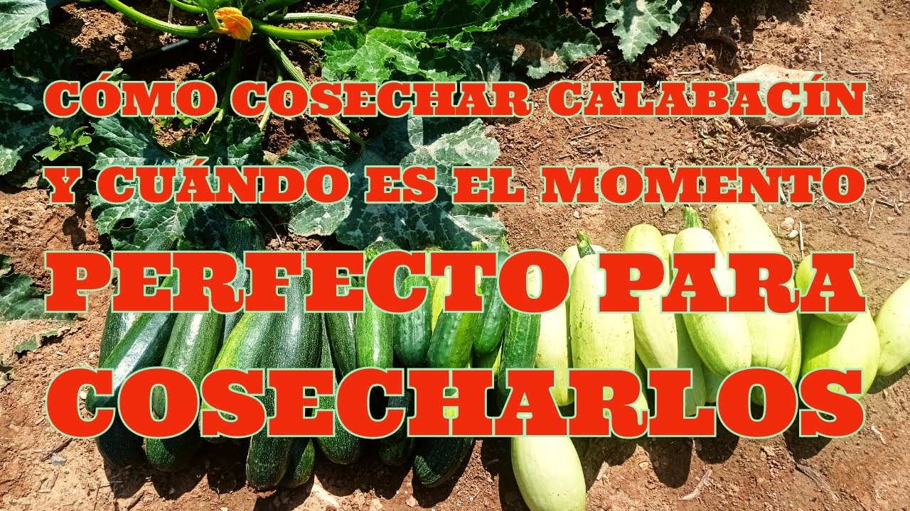 COMO COSECHAR CALABACINES Y CUÁNDO ES EL MOMENTO PERFECTO PARA COSECHARLOS.