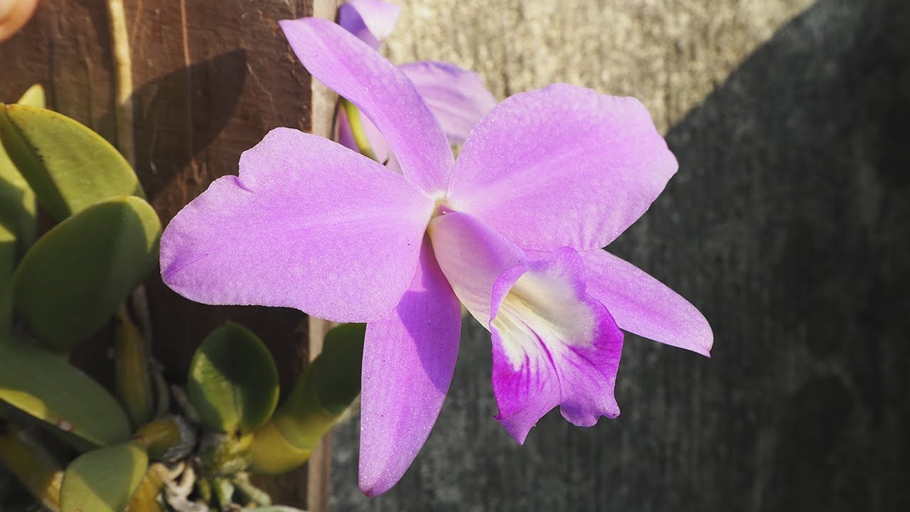 Cattleya (Laelia) sincorana - Orchideen erfolgreich pflegen