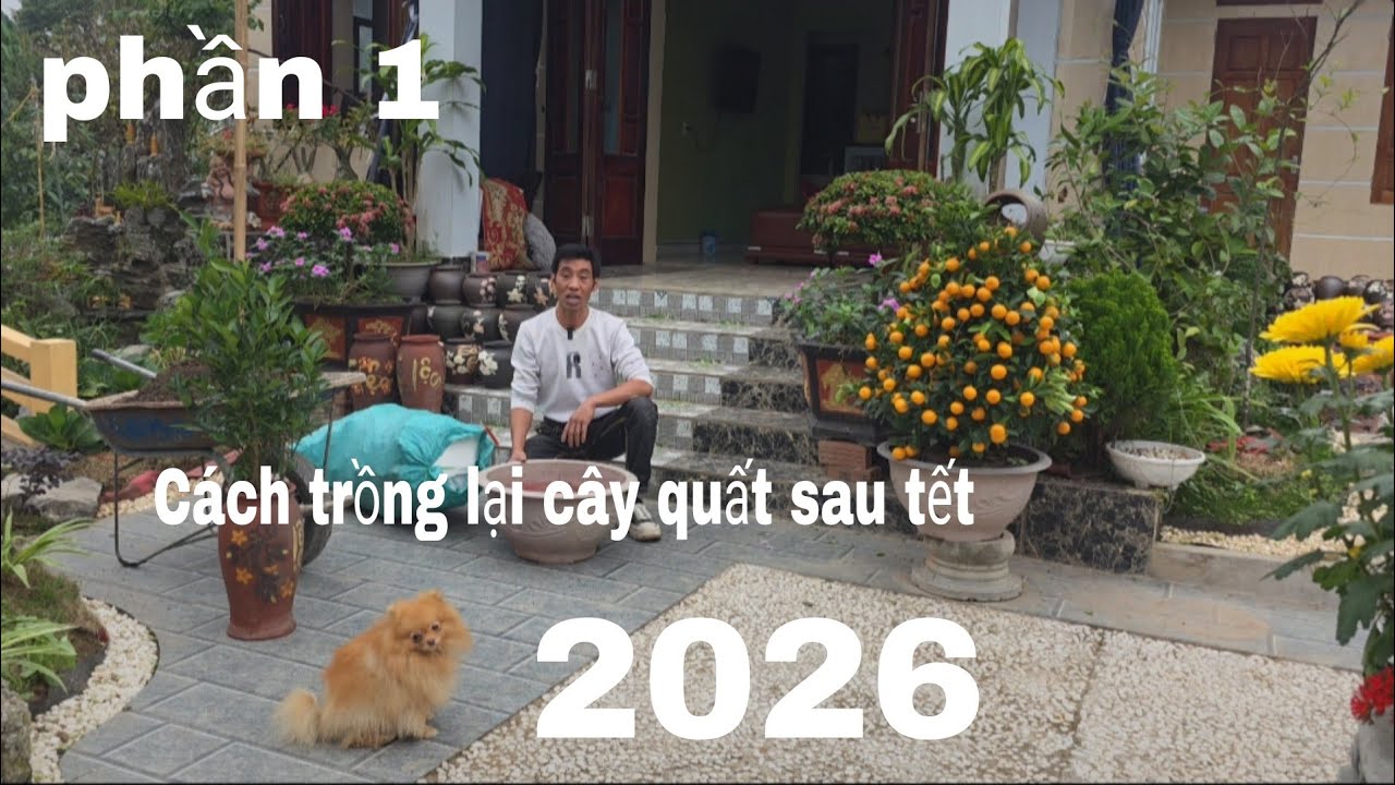 Cách trồng lại cây quất sau tết