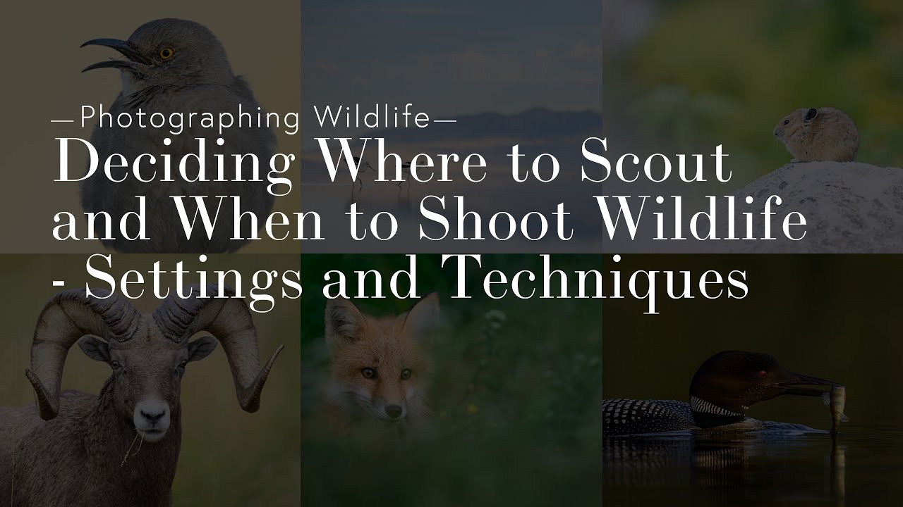 Deciding Where to Scout and When to Shoot Wildlife - Settings and Techniques