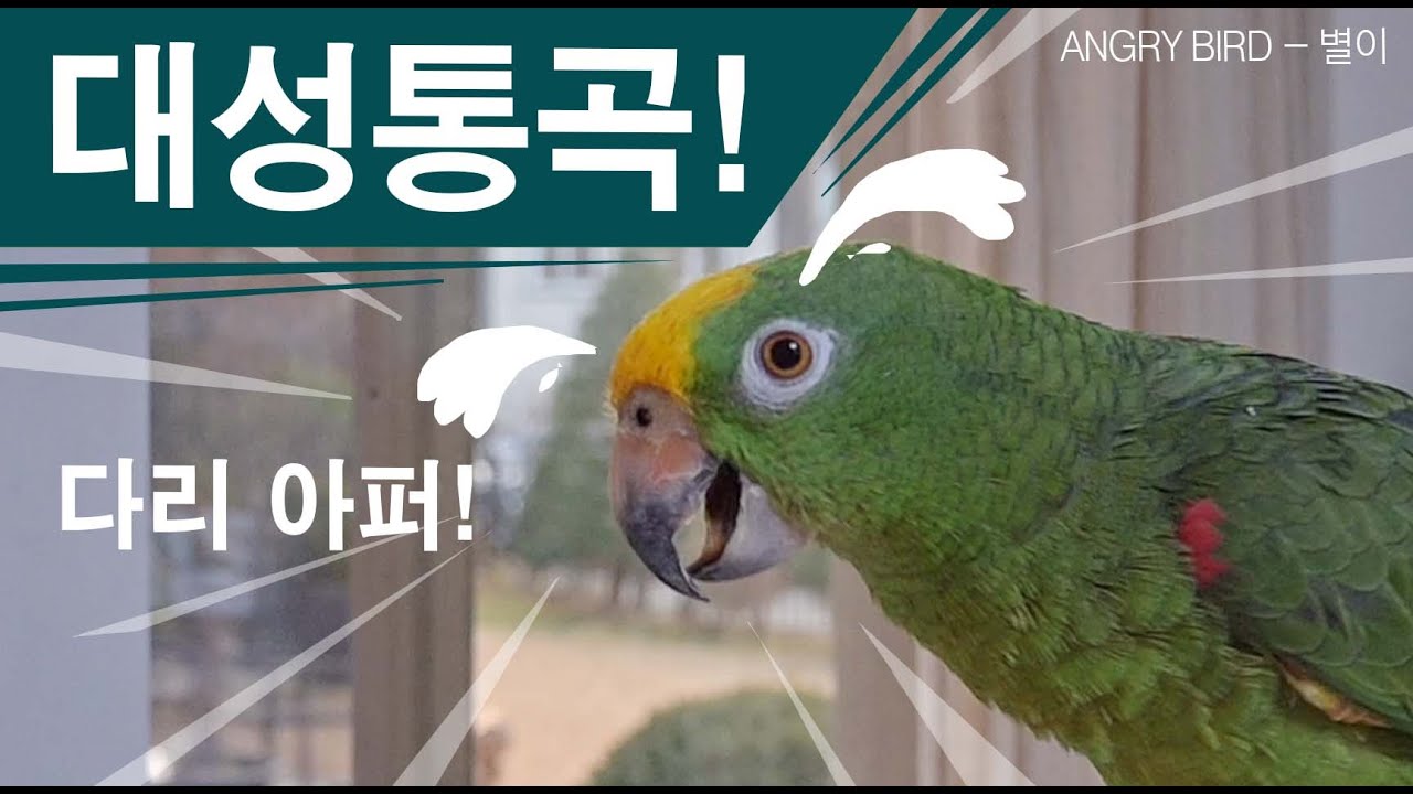 대성통곡 앵무새 / 사람처럼 말하고~ 사람처럼 울고~ / 사람과 대화하는 아마존 앵무새 / ANGRY BIRD
