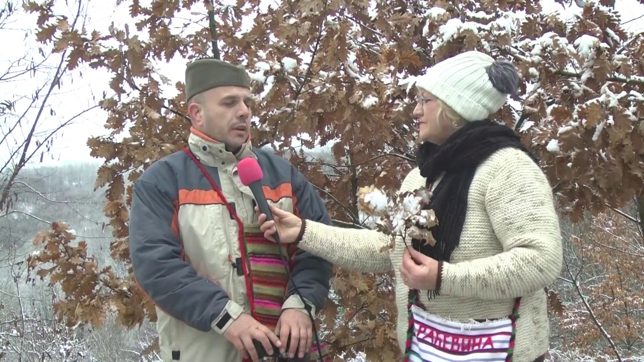 Secenje Badnjaka u Radjevini - Obicaji Radjevine - Dobrivoje i Dobrila Pantelic