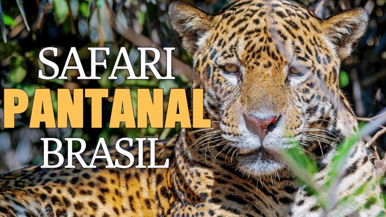 SAFARI, ONÇA PINTADA E NATUREZA SELVAGEM - O MELHOR DO PANTANAL EM UM SÓ VÍDEO!