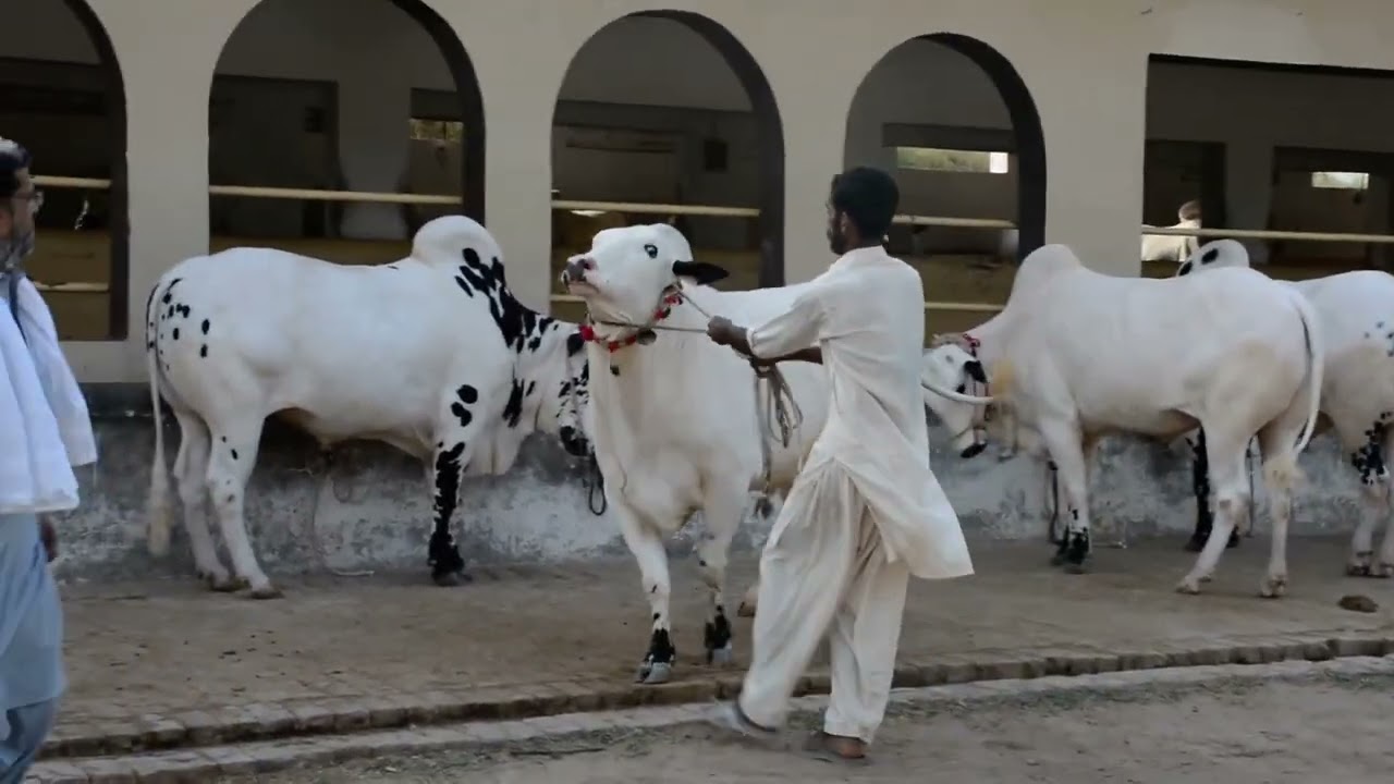 2024 Collection In Attack|Qurbani Bulls Mandi Channel Of mast Cattl Dhani Bulls Lover And For Sale