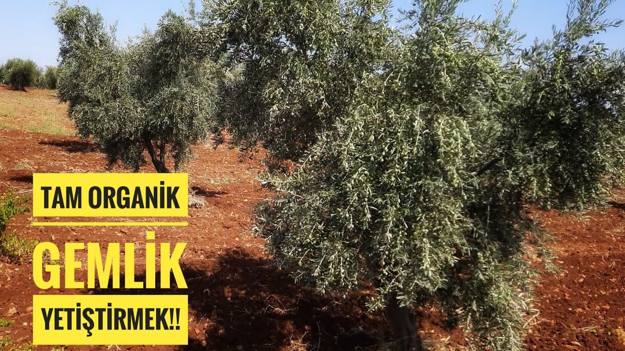 ORGANİK GEMLİK , MÜKEMMEL ZEYTİN TUTUMU ve  4. SÜRÜM...