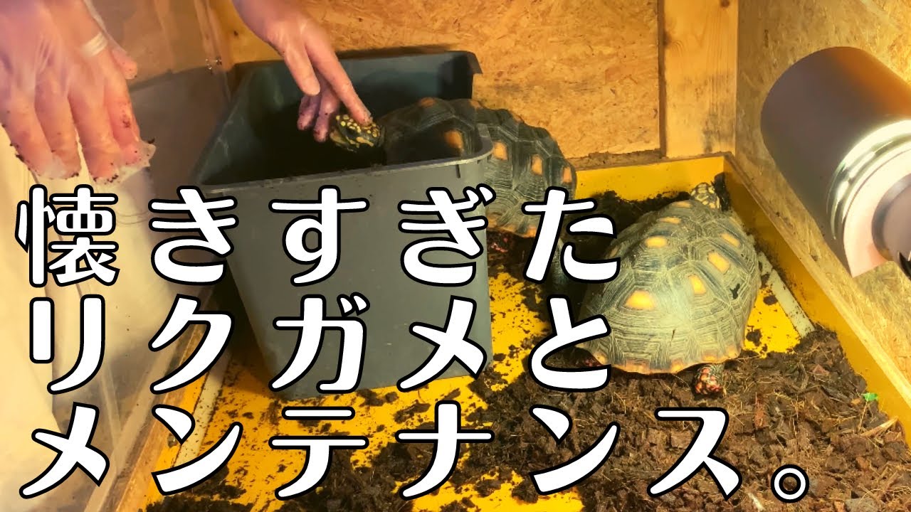 【リクガメ】人が好き過ぎるリクガメの双子【メンテナンス動画】