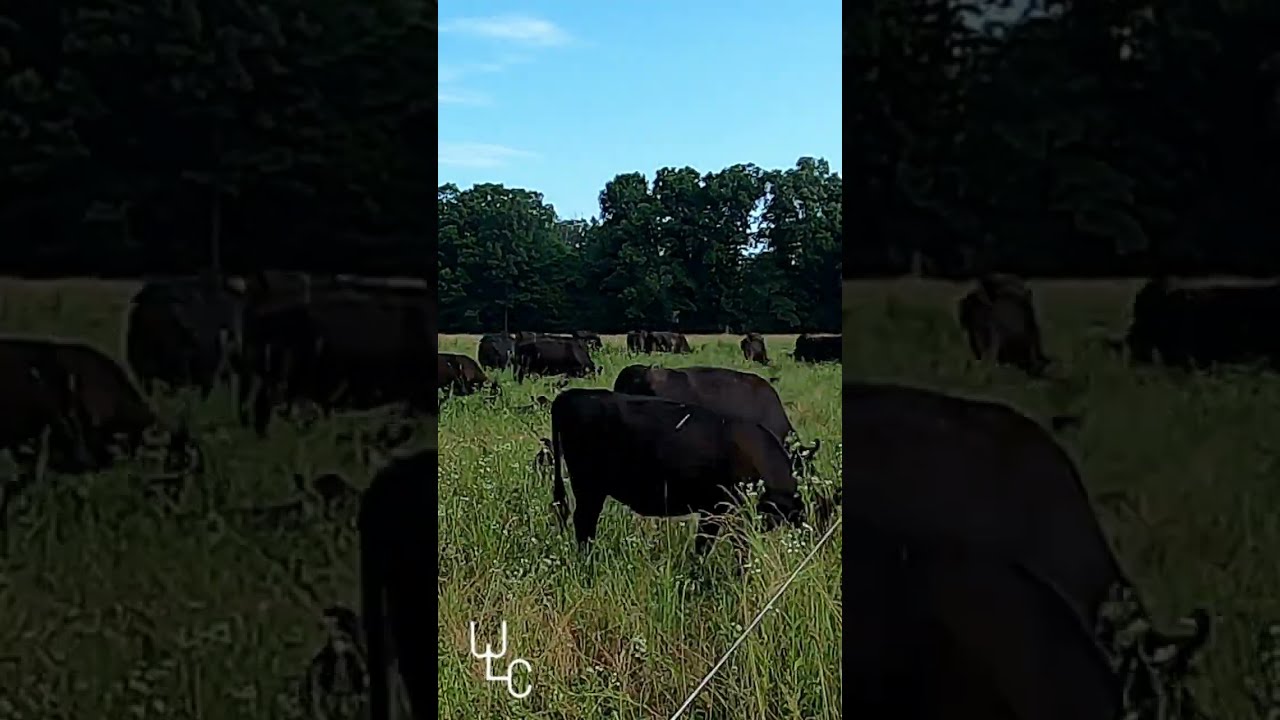 Grazing In Time-lapse: See Animals Munch On Grass In Super Speed!  #stocpilegrazing