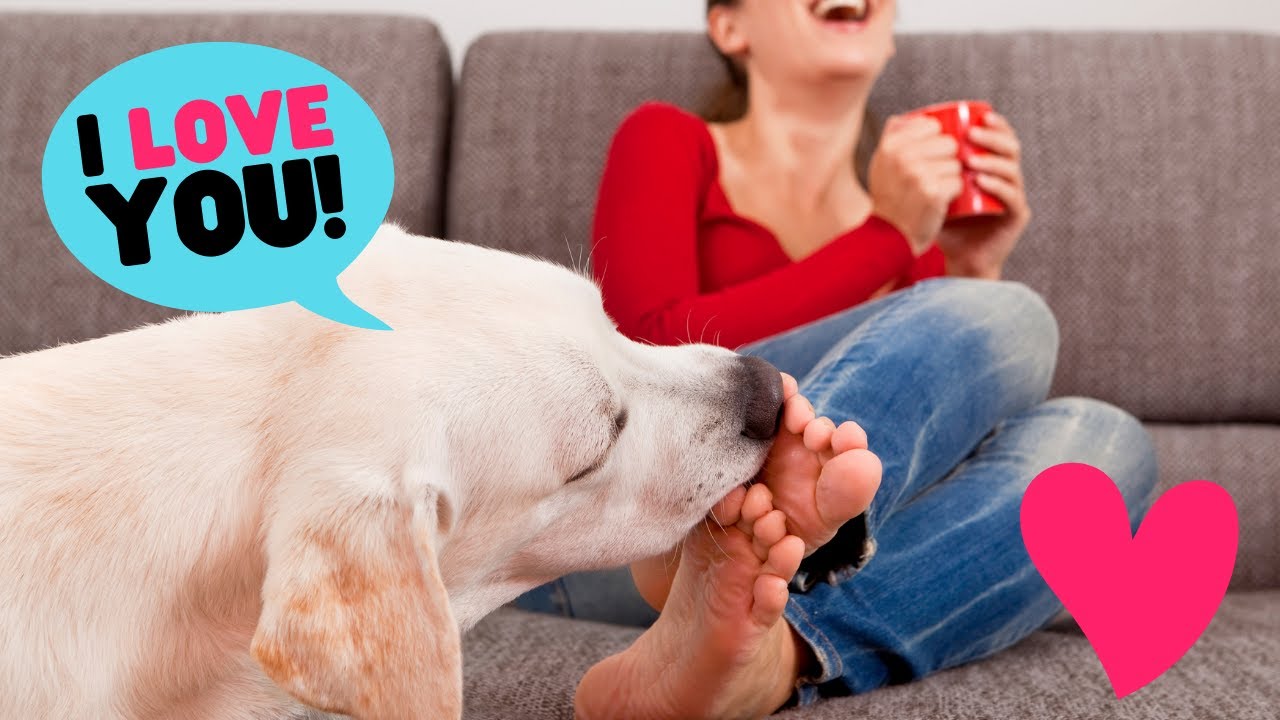 9 Signs your Labrador Loves you the Most