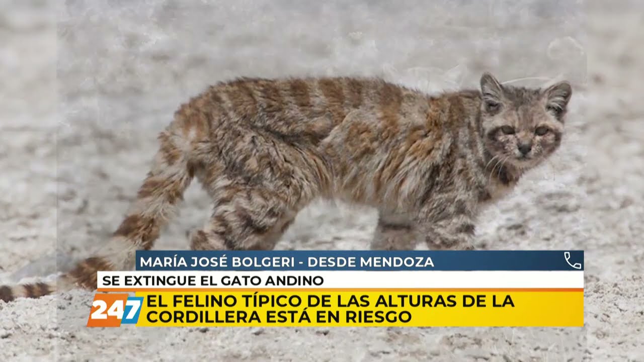 LA CIENTÍFICA QUE SE APASIONÓ POR EL GATO ANDINO