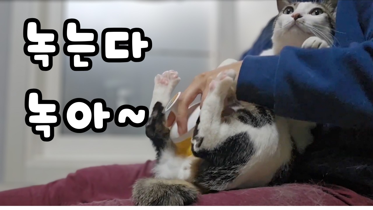 겨울털 뿜뿜 순한 냥냥 빗질🩷⛄️
