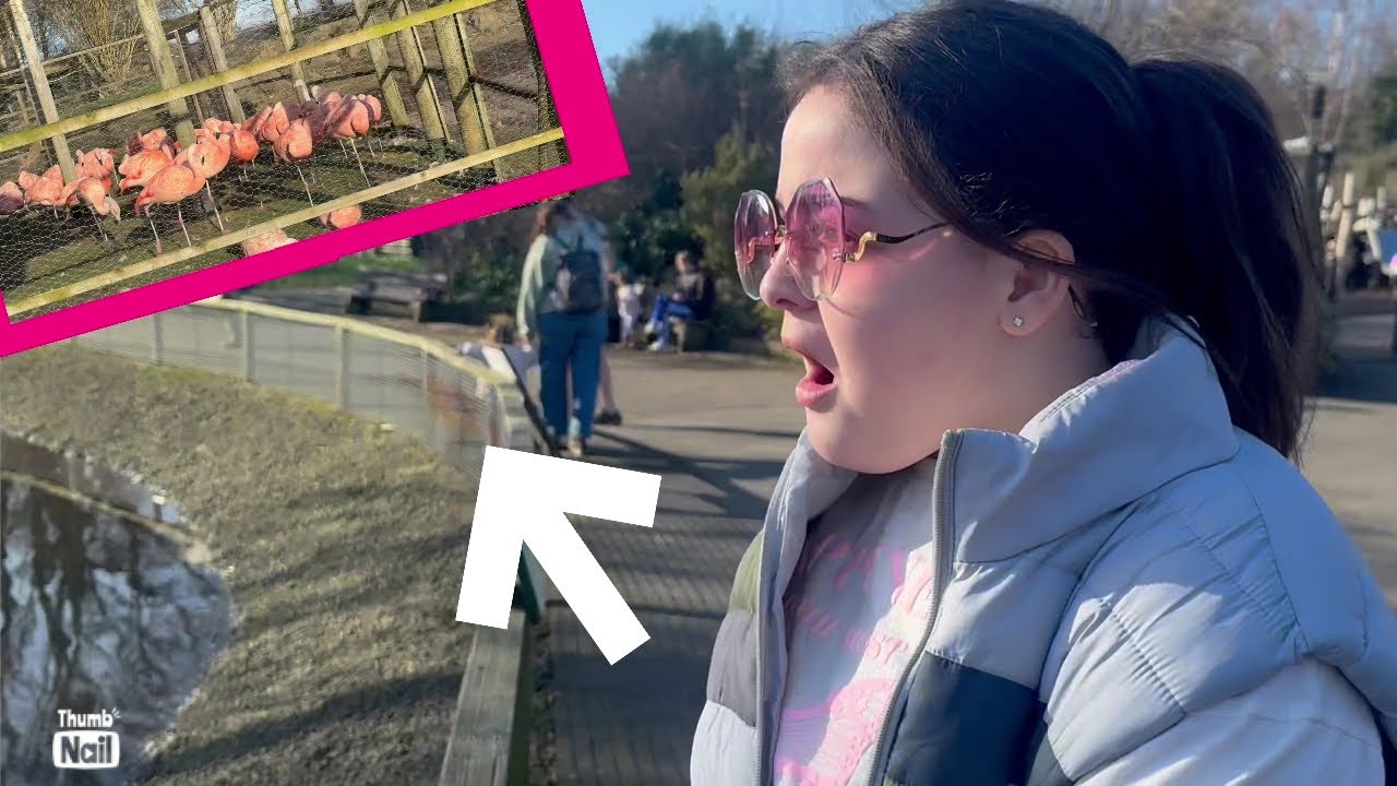 We’ve never seen these in real life !  Martin mere wetland centre day in the life