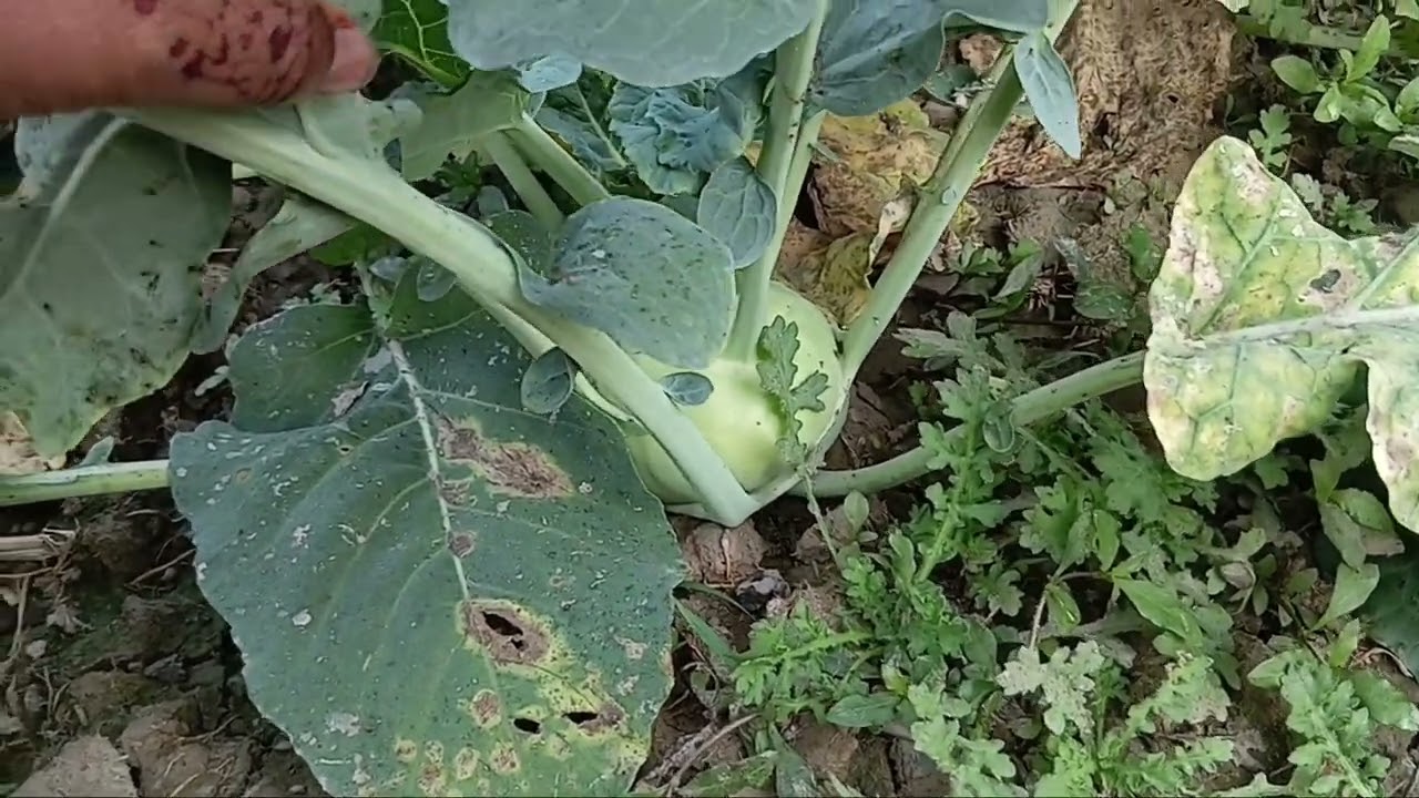 কেমন লাগছে বলো বন্ধুরা 
