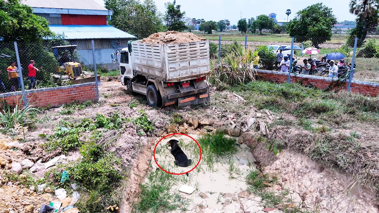 Amazing bulldozer pushing soil with dump trucks filling land