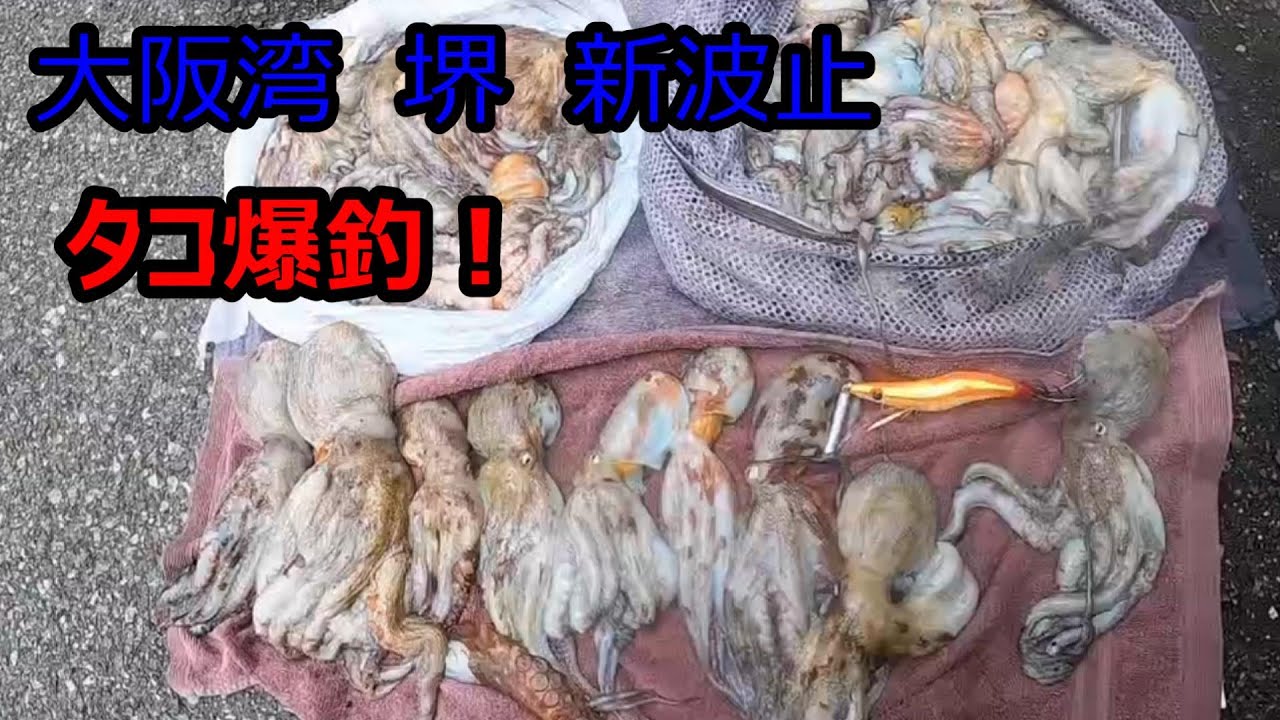 タコ爆釣４５匹！大阪湾の釣り方解説！