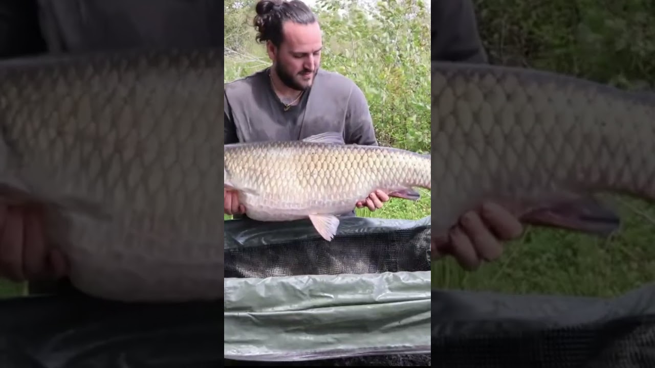Session carp fishing #carpfishing #pecheur #carp #catfish #pechemouche #pechecarpe #brochet