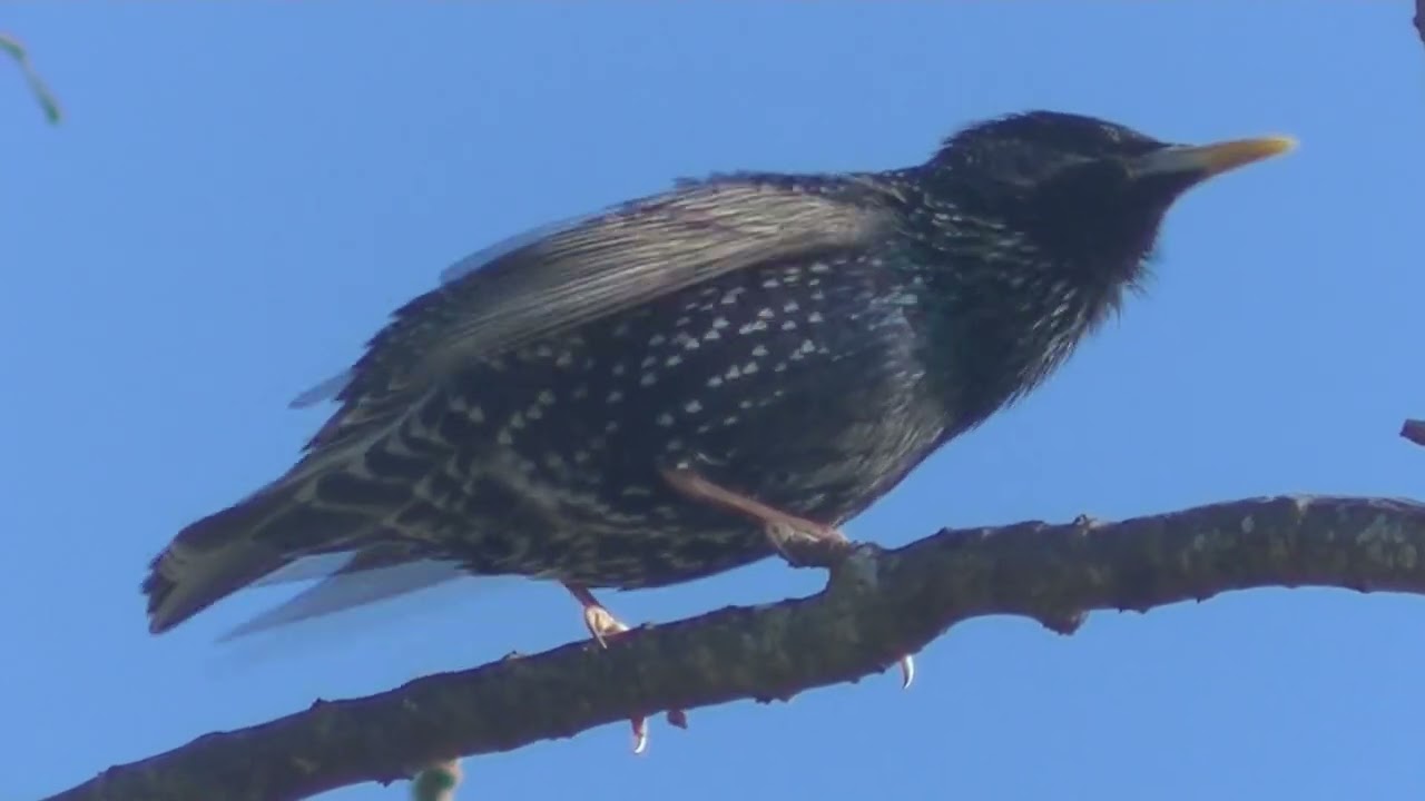 Estornino pinto Sturnus vulgaris Esperanza Santa Fe Argentina 2024