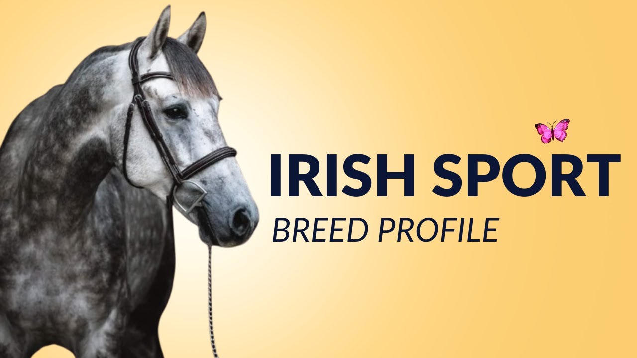 Irish Sport Horse Breed Profile History - Price - Characteristics - Training - Grooming