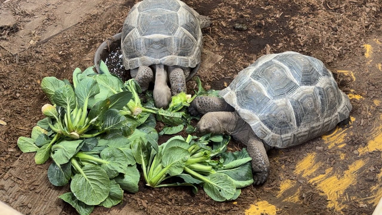 50mのコマツナ畑を刈り取ってリクガメ軍団に食べさせまくった