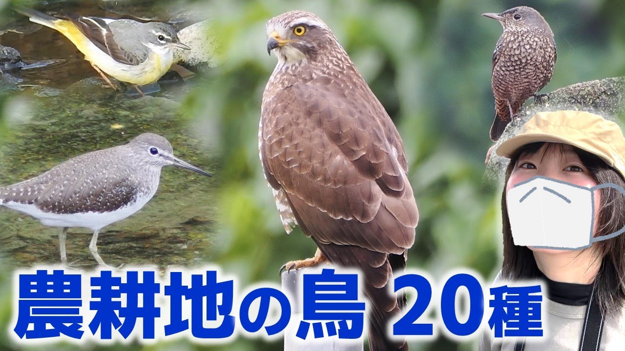猛禽サシバの楽園！農耕地は鳥がいっぱい♪【野鳥撮影vlog】
