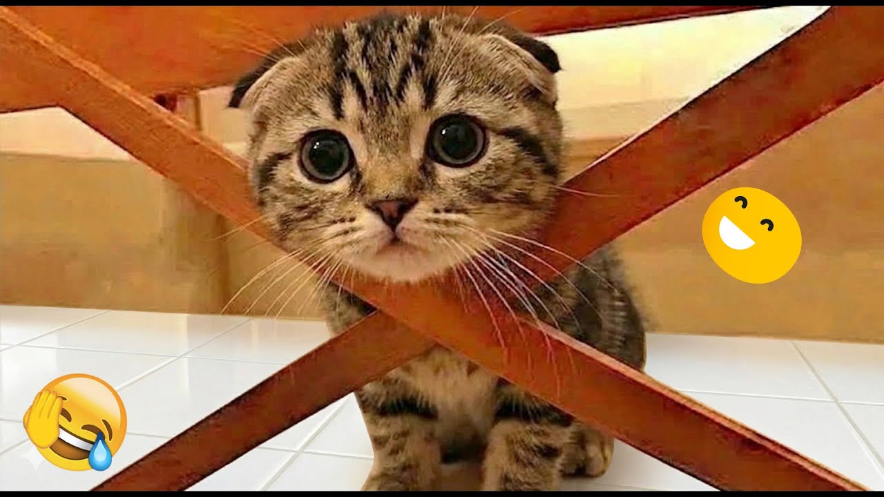 You Laugh You Lose 💀 Funniest Cats and Dogs 2026 🐾🖤 Part 26