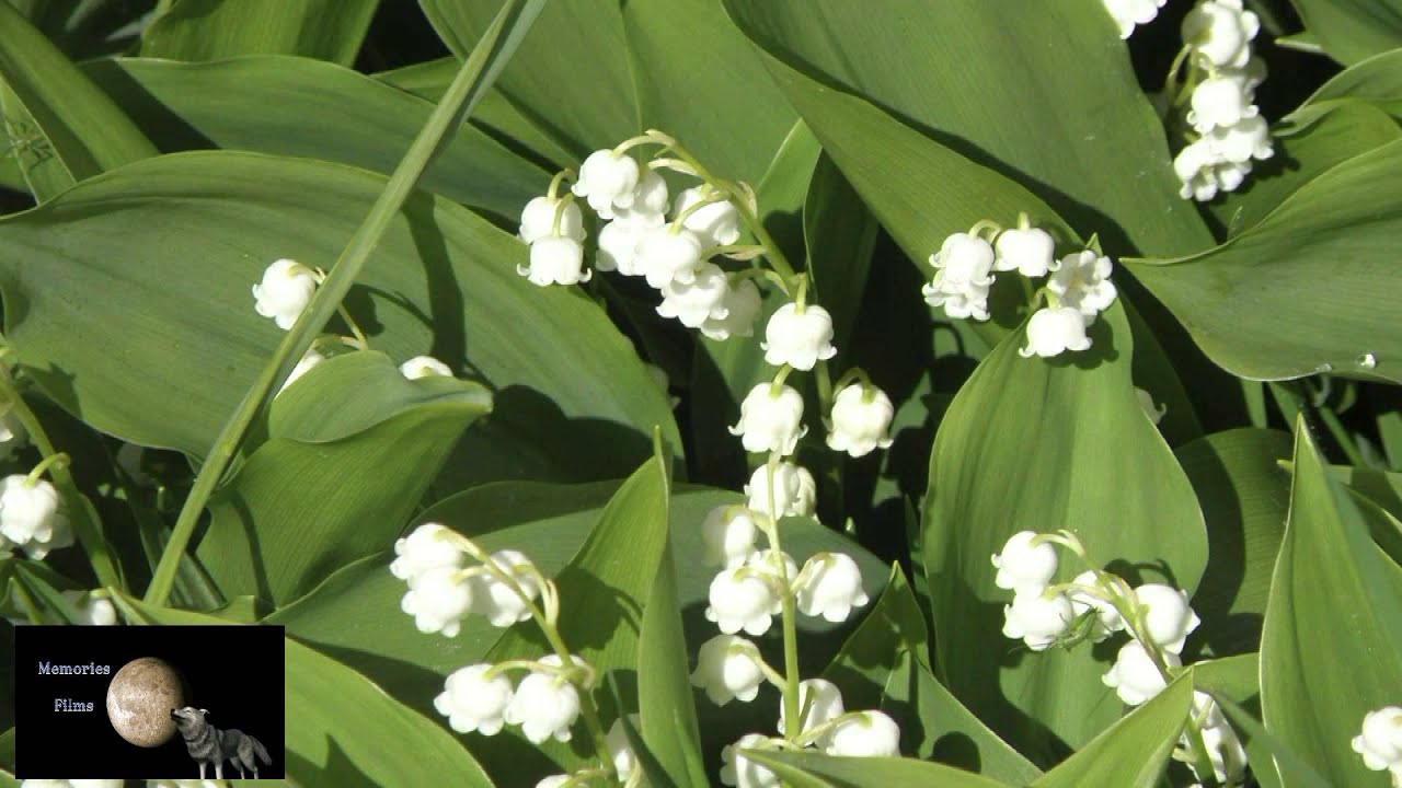 Torre Cajetani - La Flora