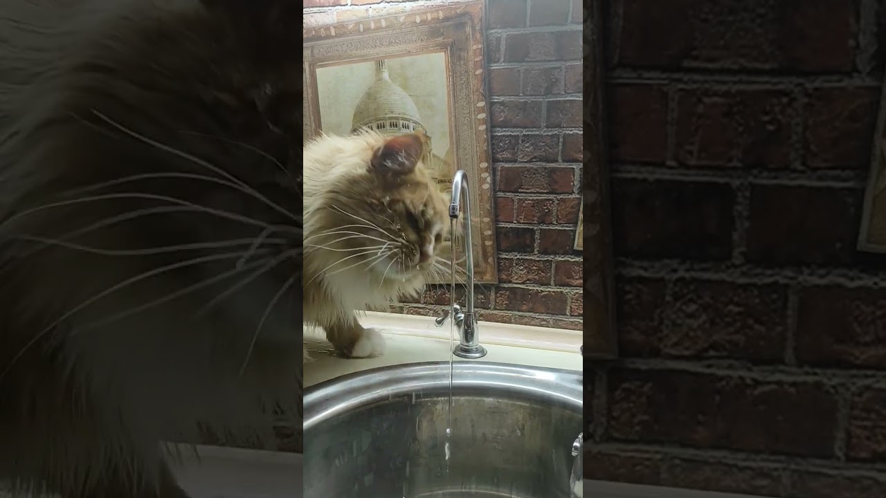Марсель обожает пить воду из фильтра)))