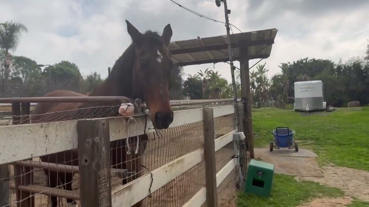 Feeding The Horses Carrots In The Afternoon!