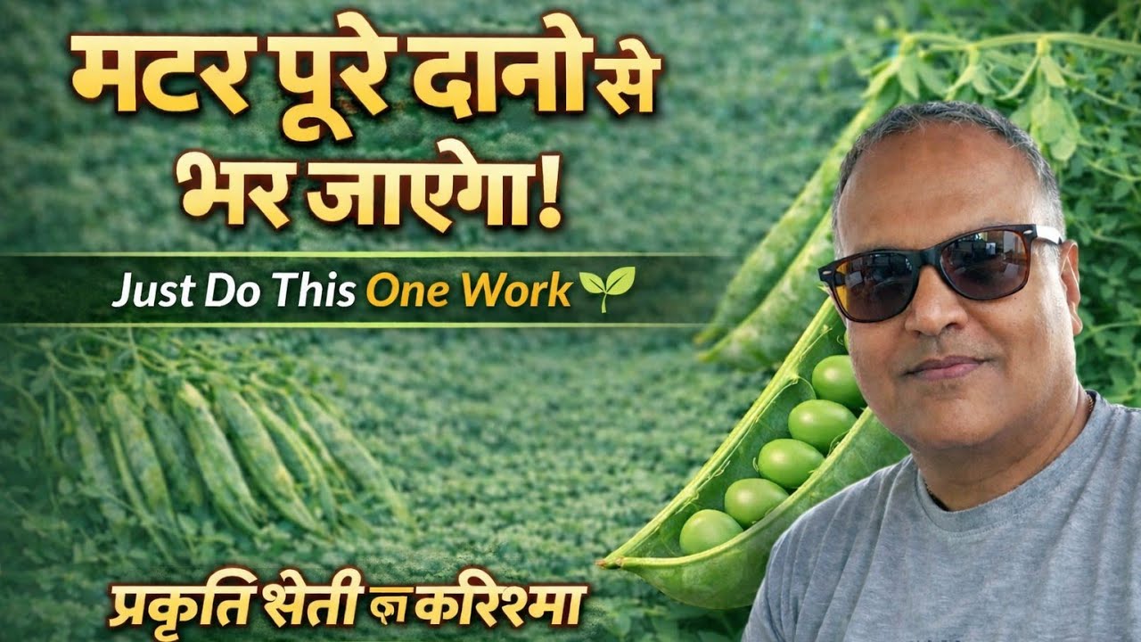 मटर पूरे दानों से भर जाएंगे l कर लो बस ये काम 🫛 प्रकृति खेती का करिश्मा 