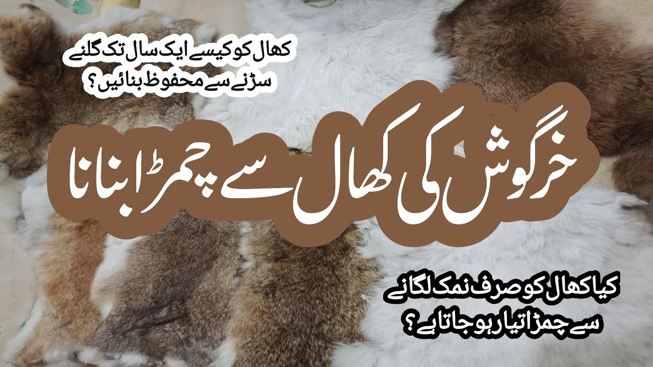 خرگوش کی کھال سے چمڑا بنانا  Making leather from rabbit skin