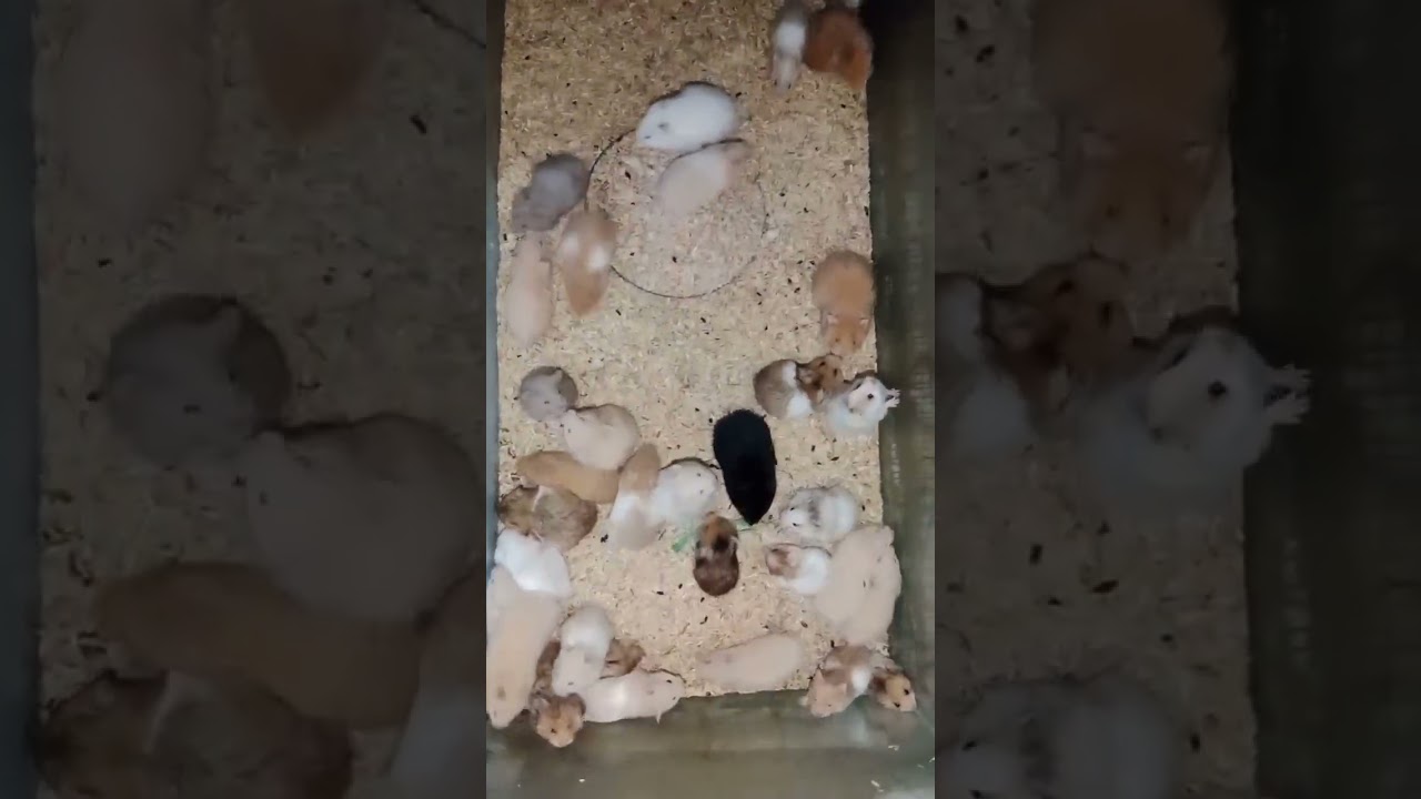 jual hamster lucu