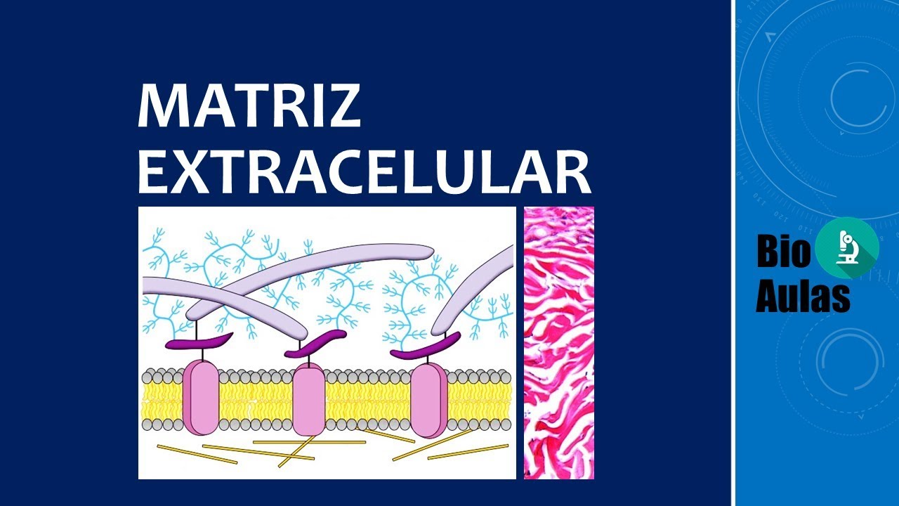 Matriz Extracelular: Glicosaminoglicanos, Proteoglicanos, Glicoprote&iacute;nas, Col&aacute;geno e Elastina